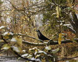 Eames House Bird - Vitra